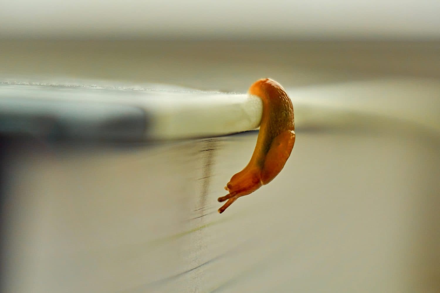 A macro shot of a small slug leaning over the side of a book