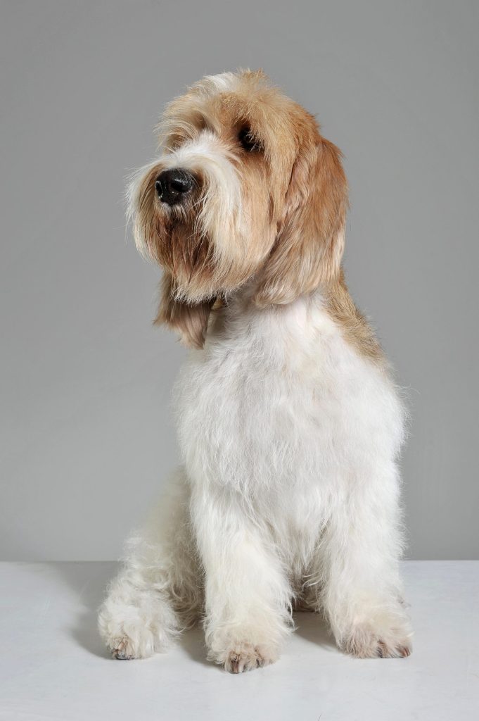 Studio shot of an adorable Grand Basset Griffon Vendéen looking curiously - isolated on grey background.