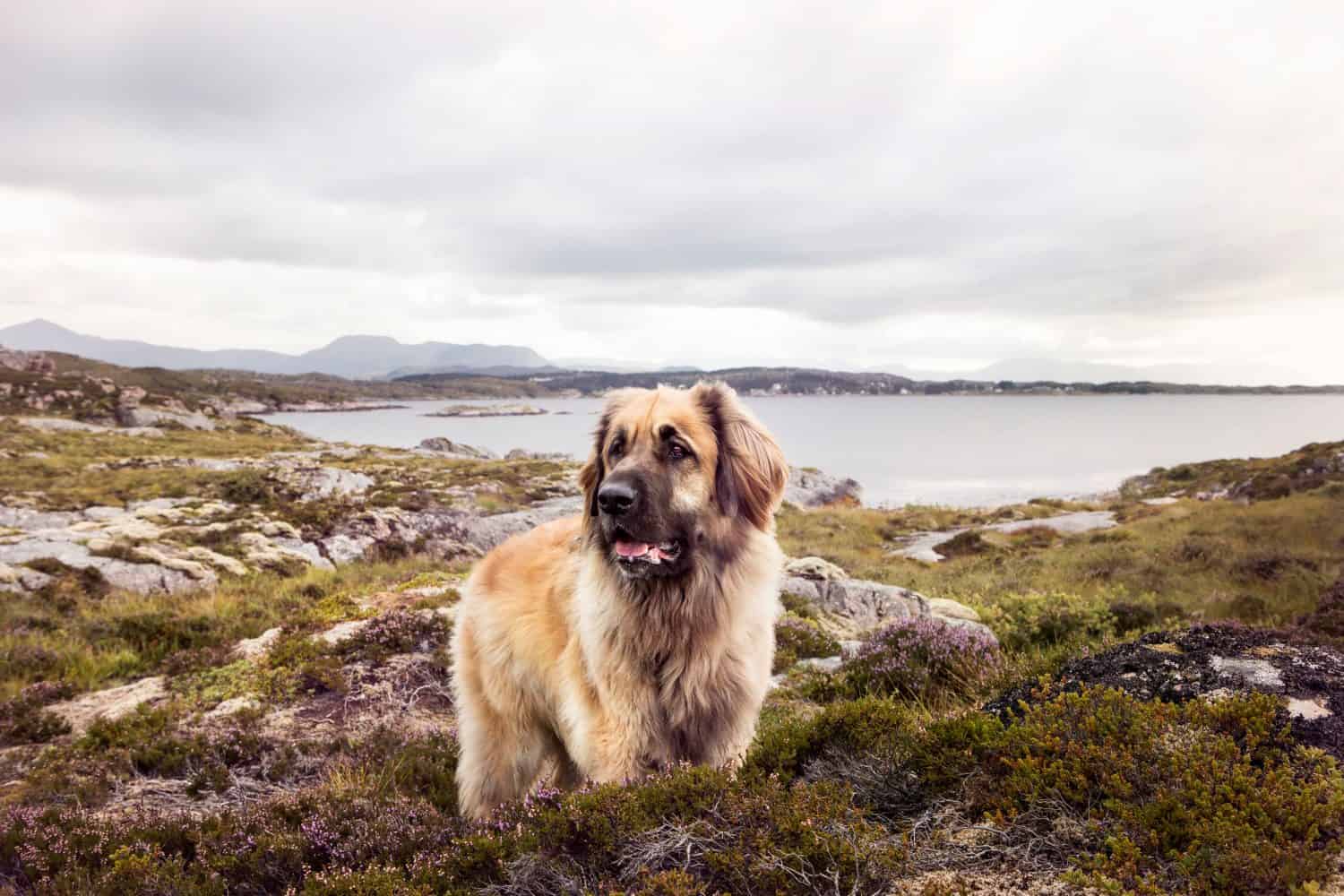 Portrait of a leonberger at the atlantic road in Norway. 