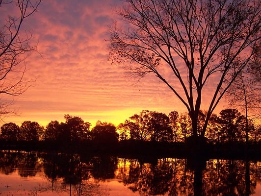 Louisiana's Alligator-Infested Rivers: Why The Boeuf River Is Alligator ...