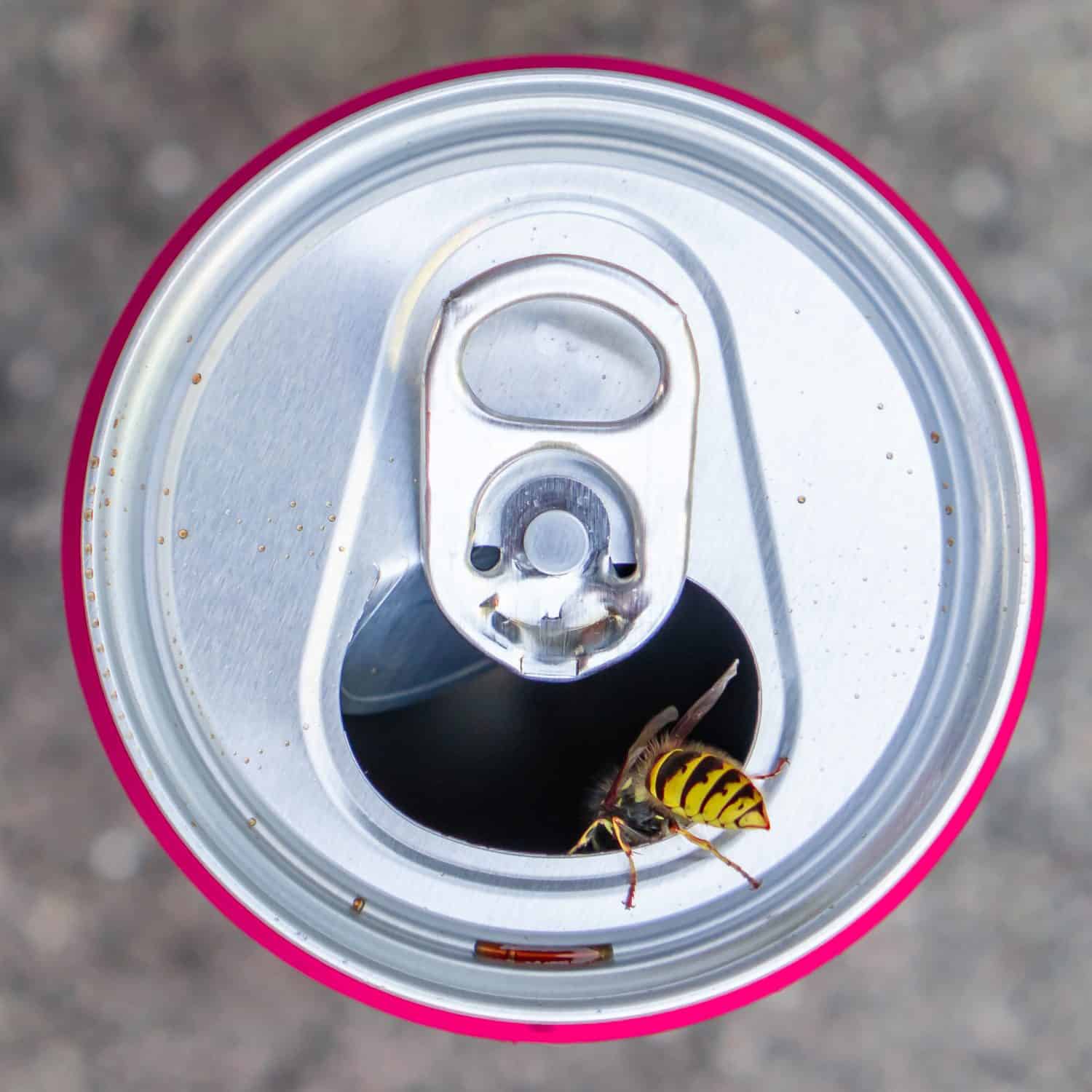 Opened soda can with wasp, yellowjacket, view from above