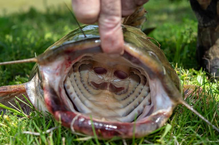A close up look inside the large mouth of a catfish held open by the fisherman. A catfish has a mouth that is turned downward because they are bottom feeders. Bokeh effect.