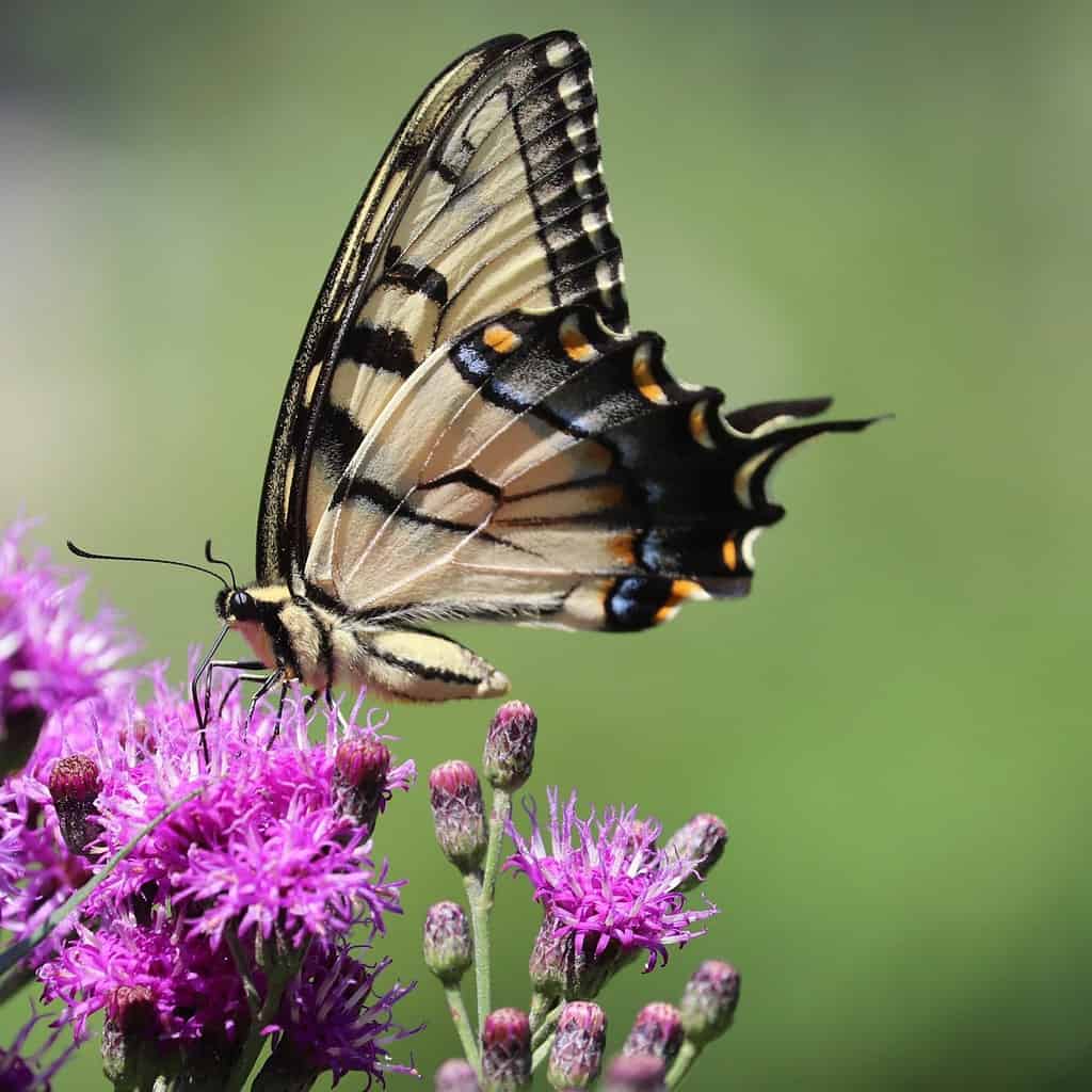 Eastern tiger swallowtail (Papilio glaucus) sipping nectar on ironweed wildflower (Vernonia fasciculata) in northern New Jersey garden summer July 2019