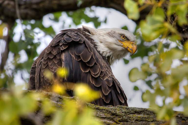 American Bald Eagle perched in a tree in HDR High Dynamic Range.