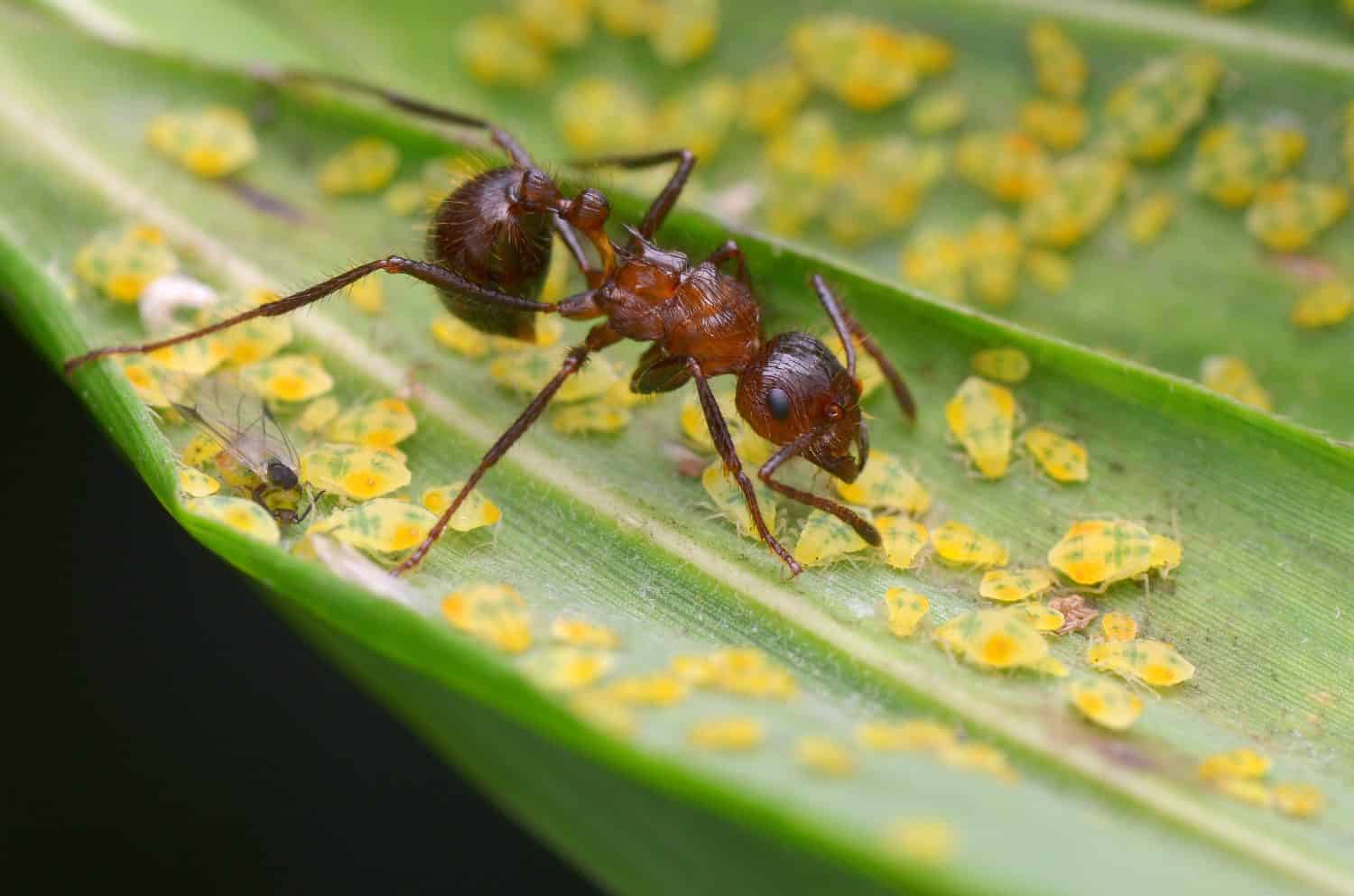 Ants Harvesting Aphids, Mutualism in Nature