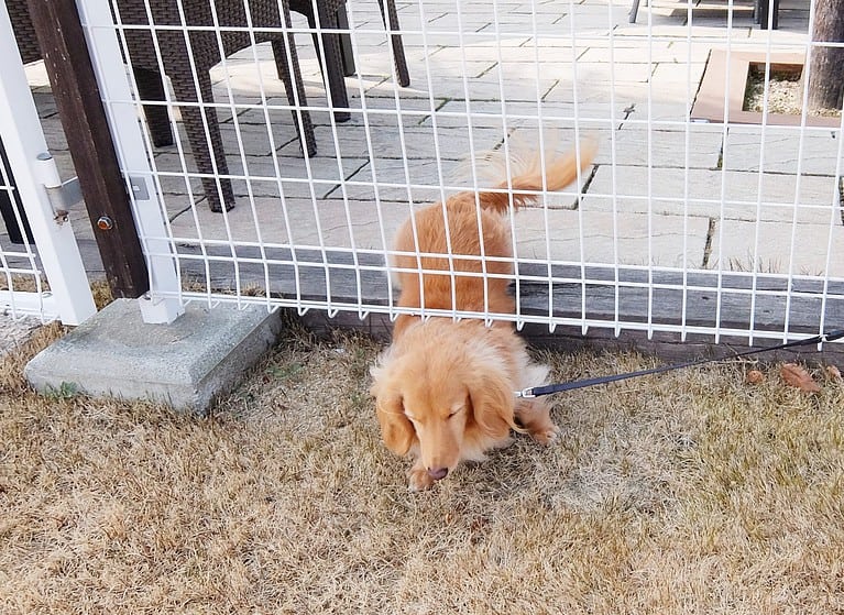 Dog escapes from under the fence