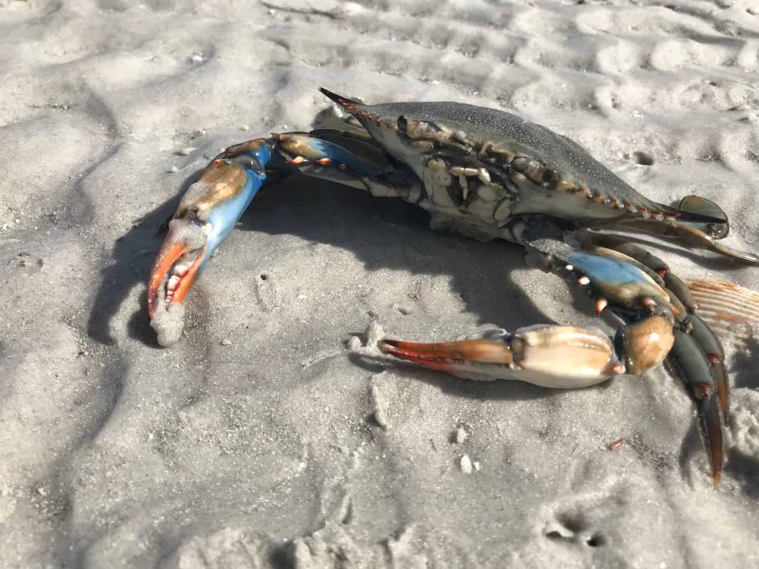 Blue Crab on Beach of Florida