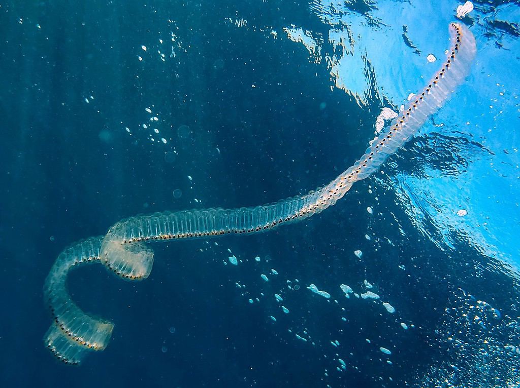 a huge salp chain somewhere in the Catalina channel
