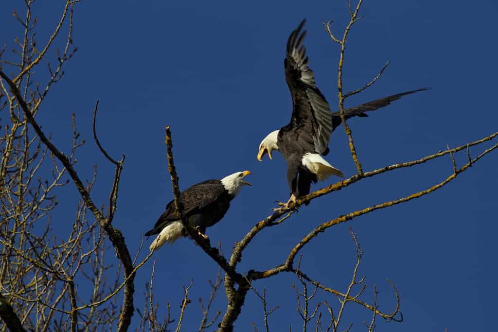 Bald eagles behave with territorial aggression at treetop on Sauvie Island in Oregon
