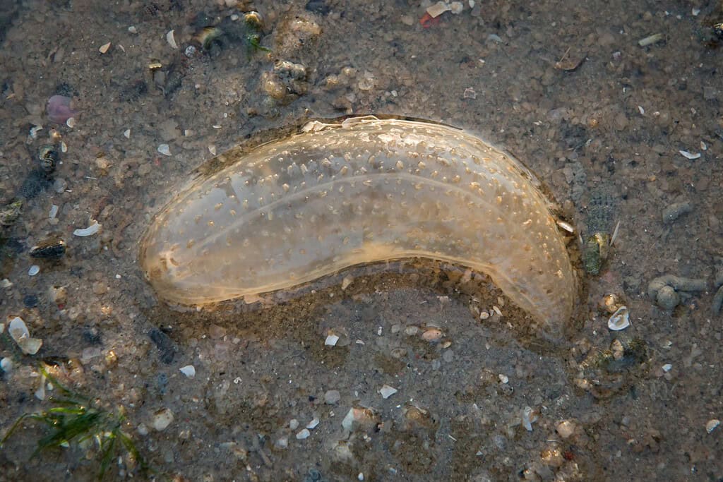 Exotic transparent sea cucumber during low tide