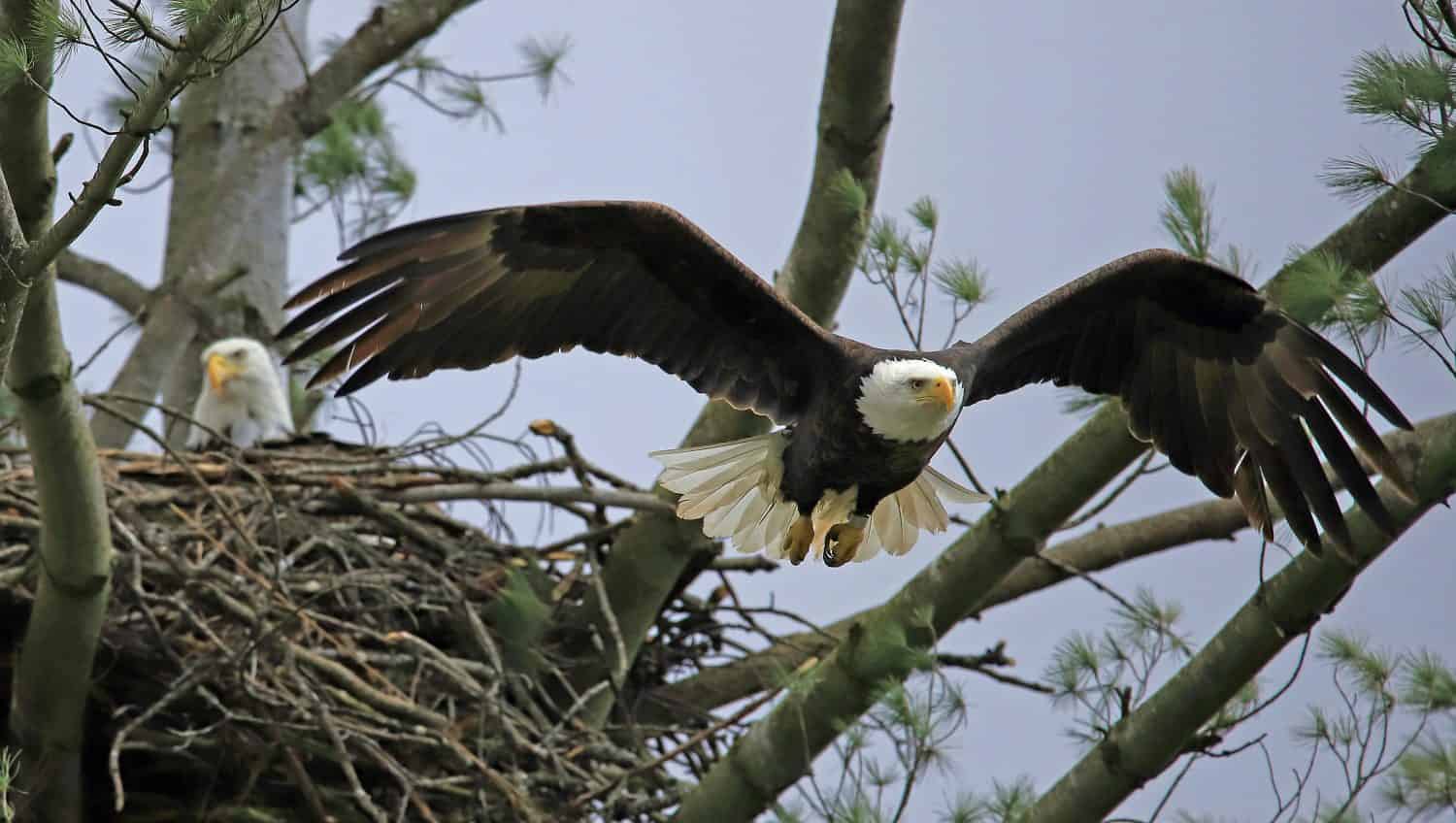 Bald Eagle flying out of nest.