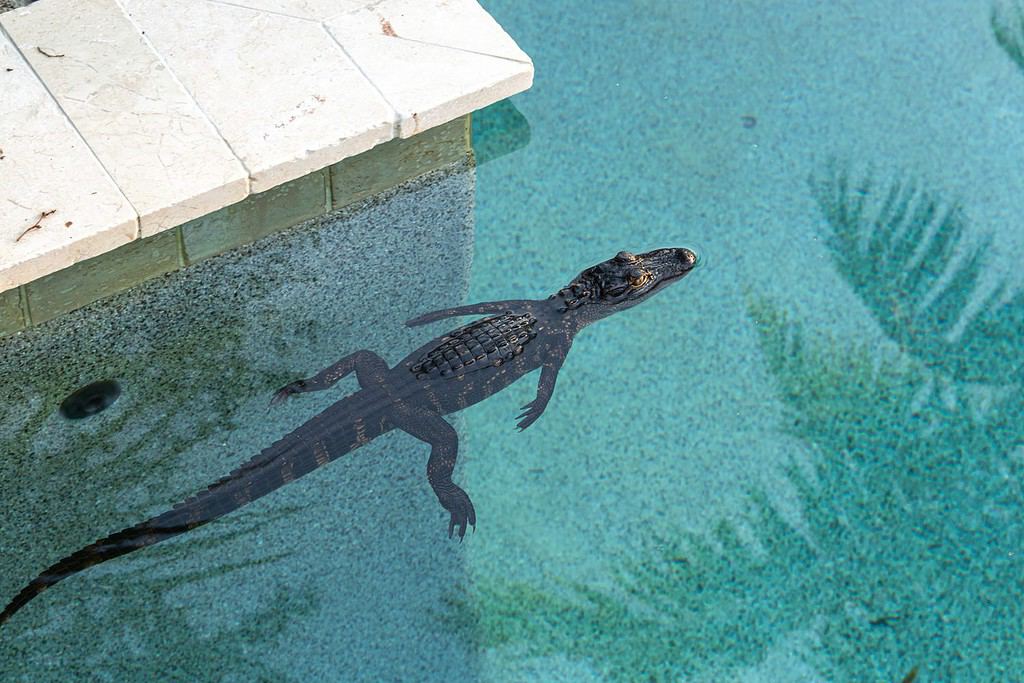 Baby alligator in a pool