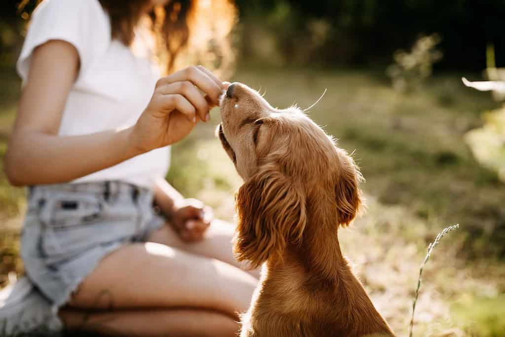 Young woman training her little dog, cocker spaniel breed puppy, outdoors, in a park.