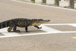 The 18 Weirdest Places Alligators Have Been Found in America Picture