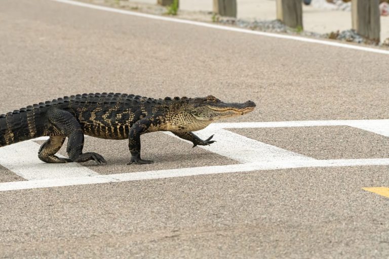 A high stepping gator uses a crosswalk.