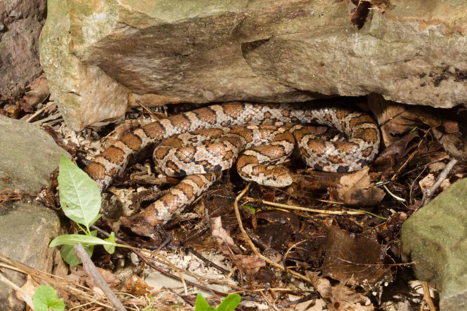 Eastern Milksnake, Lampropeltis triangulum triangulum, under rock ledge, captive or controlled situation, Central Pennsylvania, United States