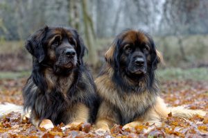 Leonberger Prices in 2024: Purchase Cost, Vet Bills, and More! photo