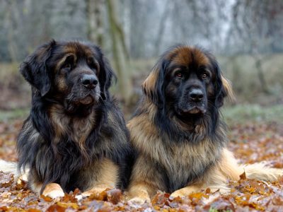 A Leonberger Prices in 2024: Purchase Cost, Vet Bills, and More!