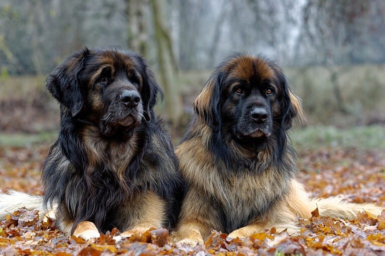 Leonberger. Adult dog and bitch laid down on fallen leaves close up head portrait.