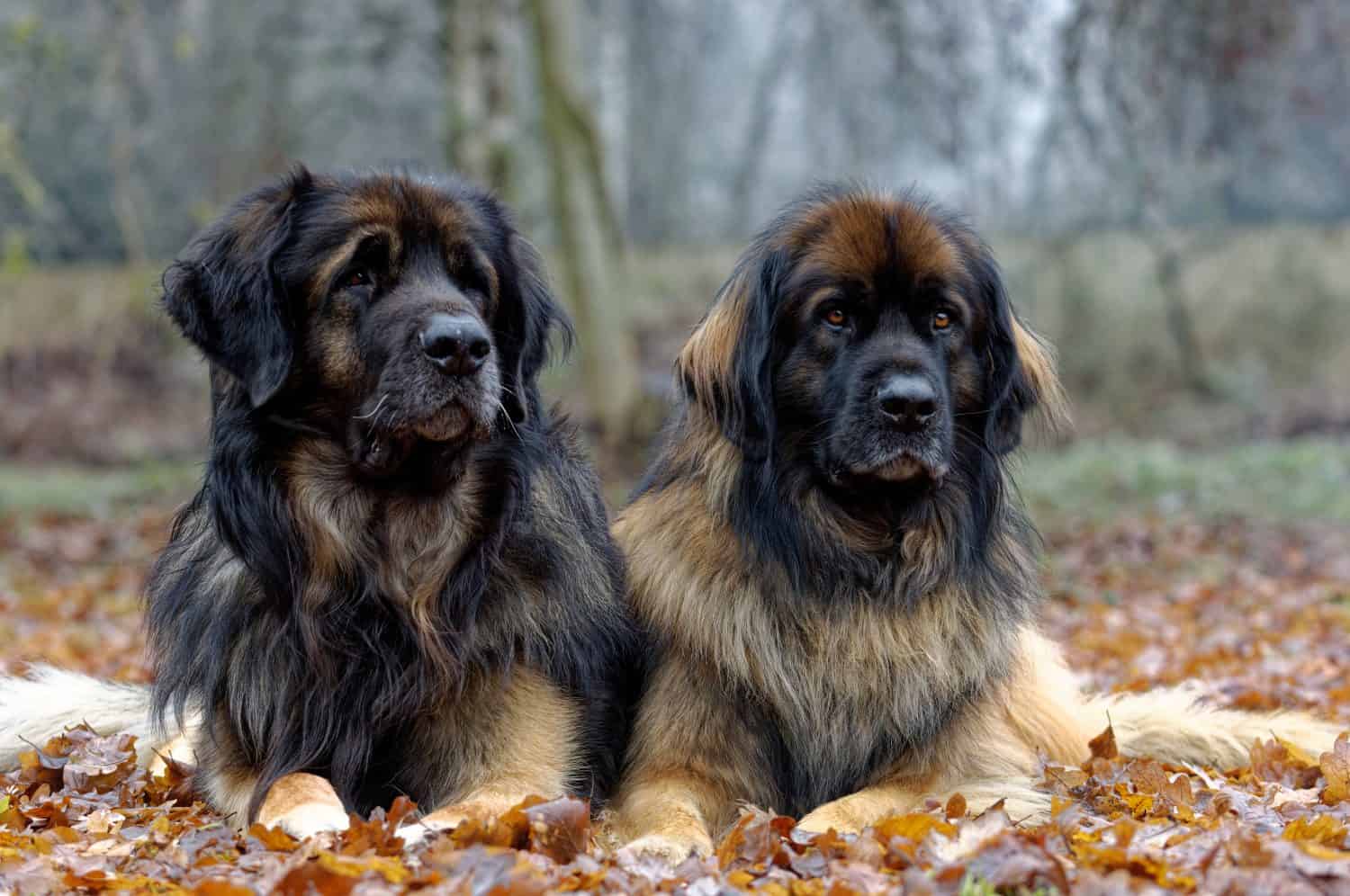 Leonberger. Adult dog and  bitch  laid down on fallen leaves close up head portrait.