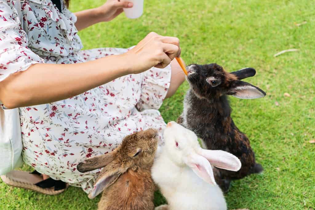 Young Asian woman feeding a rabbits with a carrot on green lawn. Human and pets relationships concept