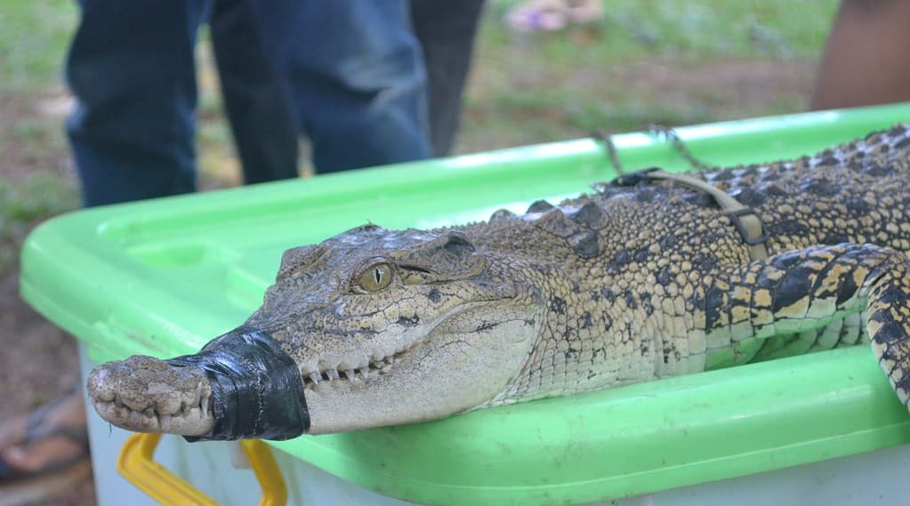 a river swamp alligator crocodile that came out of the nest and was caught mouth-bound with duct tape