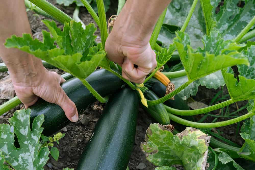 Hand picking zucchini. Concept vegetables.