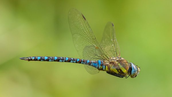 Do Dragonflies Really Eat Mosquitoes? How Many? - A-Z Animals