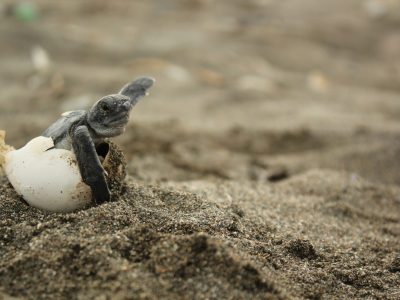 A The 15 States Where Sea Turtles Make Their Nests