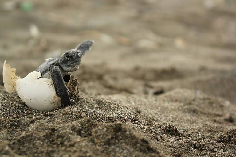 baby sea turtle broken egg