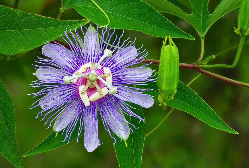 passionflower passiflora incarnata aka may pop or passion vine host plant for butterfly larva caterpillar gulf fritillary (agraulis vanillae) in Florida; superb detail