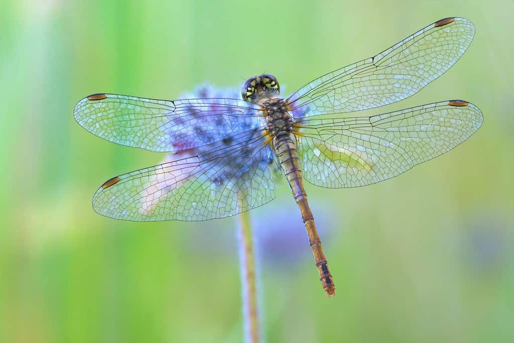 dragonfly sitting on a flower