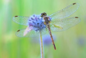 12 Vibrant Flowers That Attract Dragonflies Like Magnets Picture