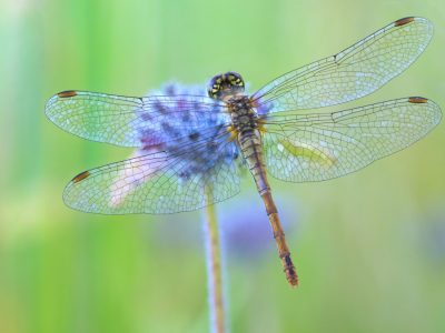 A 12 Vibrant Flowers That Attract Dragonflies Like Magnets