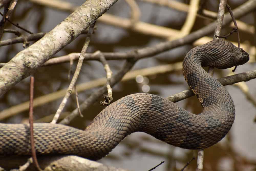 A close up of a nonvenomous brown water snake (Nerodia taxispilota) curled up on a cluster of branches above water.
