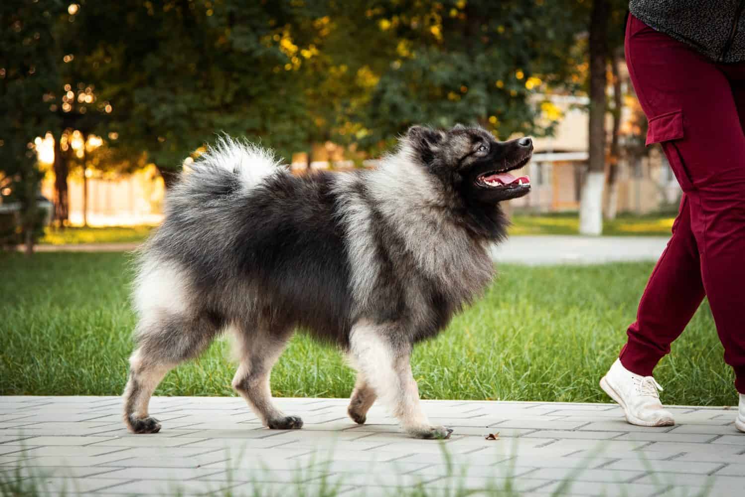 magnificent photographs of Keeshond, this is an anti-stress both in life and in photography, we can buy not only photographs of Keeshond, but also the kids themselves.