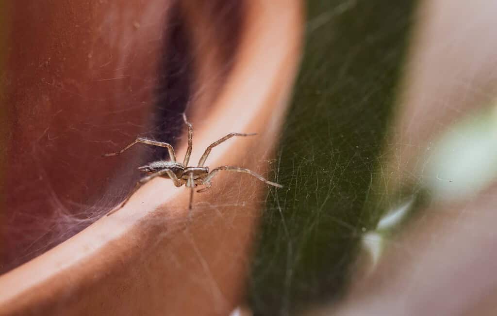 close up of a small spider on a web in the plants indoor