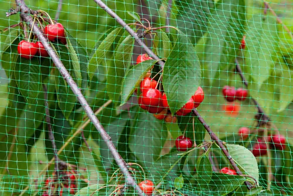 Cherries on the tree with protective netting to keep birds, protection of harvest in the garden