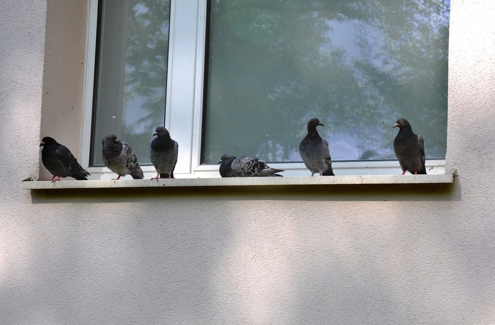 Pigeons sit on the windowsill by the window