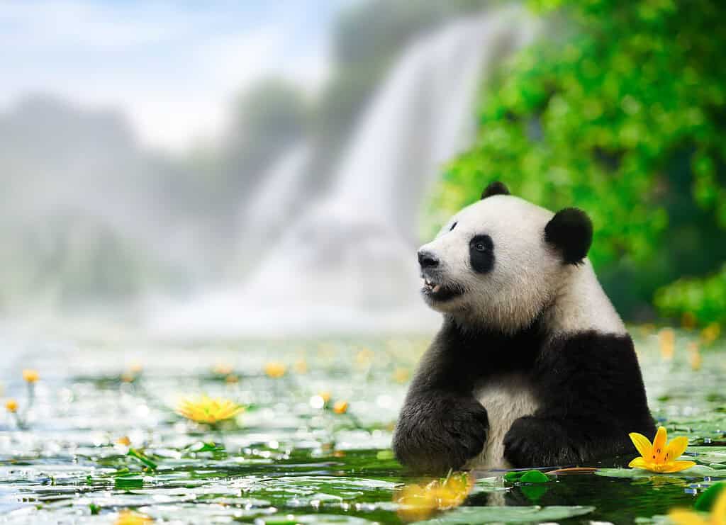Panda enjoys bathing in a river with waterfall background.