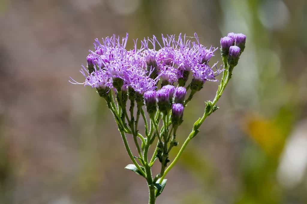 Florida paintbrush (Carphephorus corymbosus) purple flower bloom