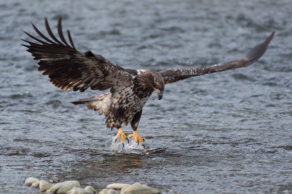 Immature bald eagle lands with talons extended and wings fully stretched on a chum salmon in the Nooksack River, Washington State
