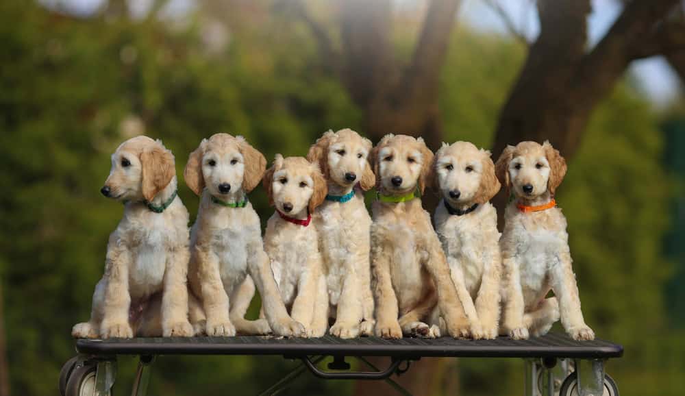 Group of Afghan hound cream puppies portrait kennel Charisma Royal from Czech Republic
