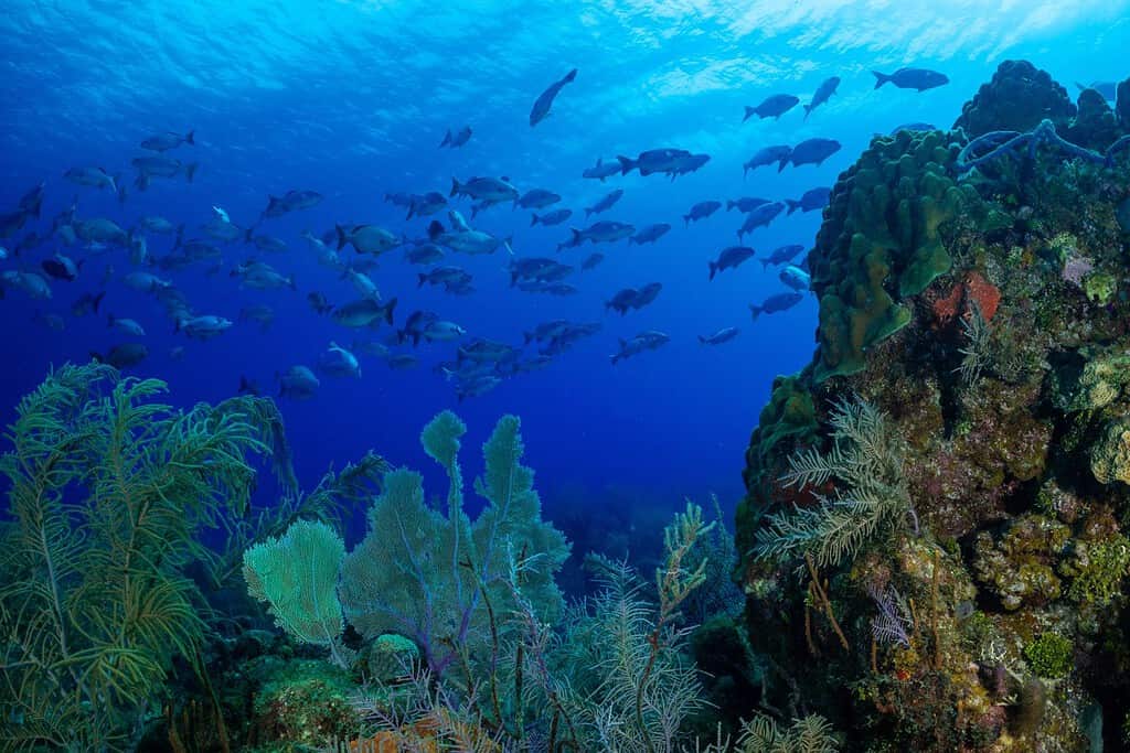 A school of fish can be seen through a break in the coral structures on the top of Bloody Bay Wall in Little Cayman