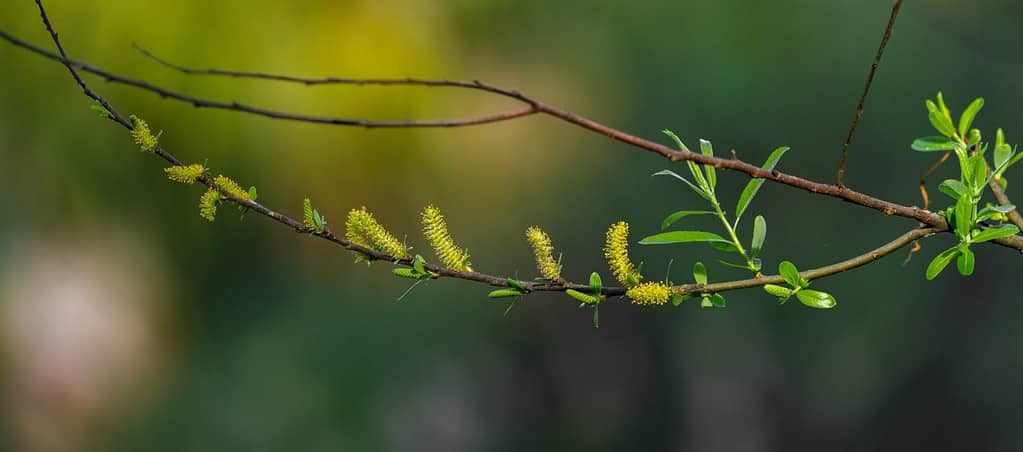 Salix caroliniana, commonly known as the coastal plain willow, is a shrub or small tree native to the southeastern United States, emerging blooms showing catkins flowering