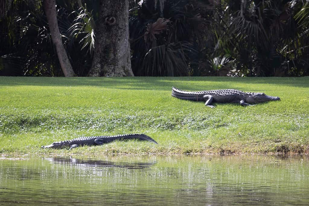 USA, Florida, Celebration. Two Alligators Resting Near the Golf Course