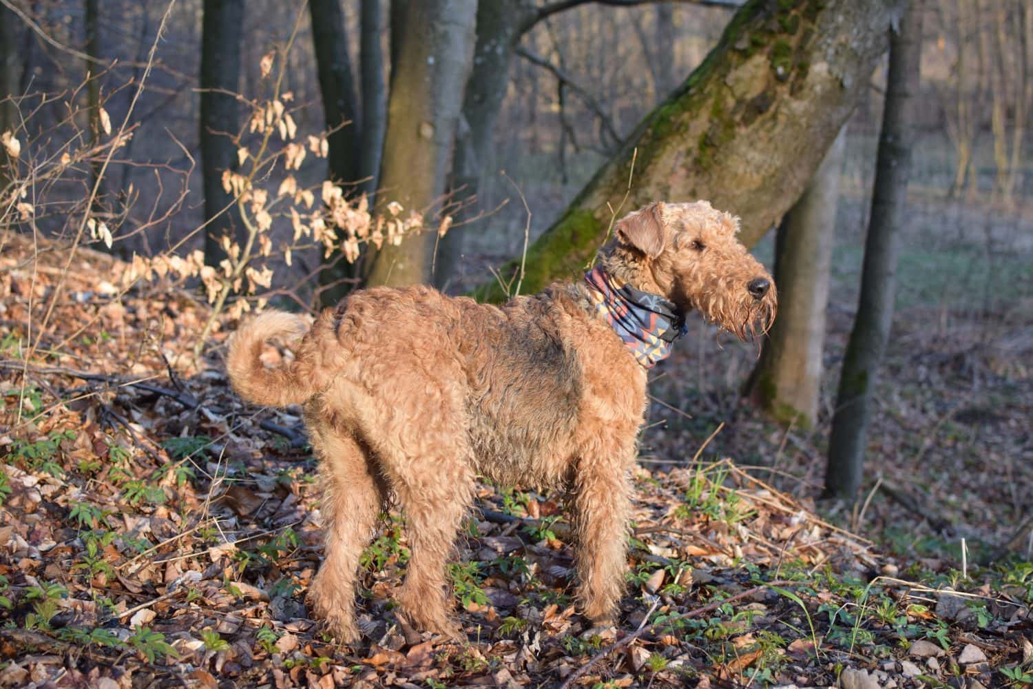 Airedale Terrier in sunlight at forest