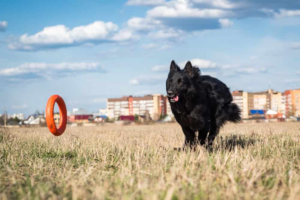 a black dog of the Belgian Shepherd Groenendael breed plays and runs in a field on a spring meadow on a sunny day against a blue sky.