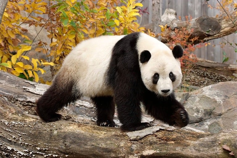 Giant Panda walking on wood