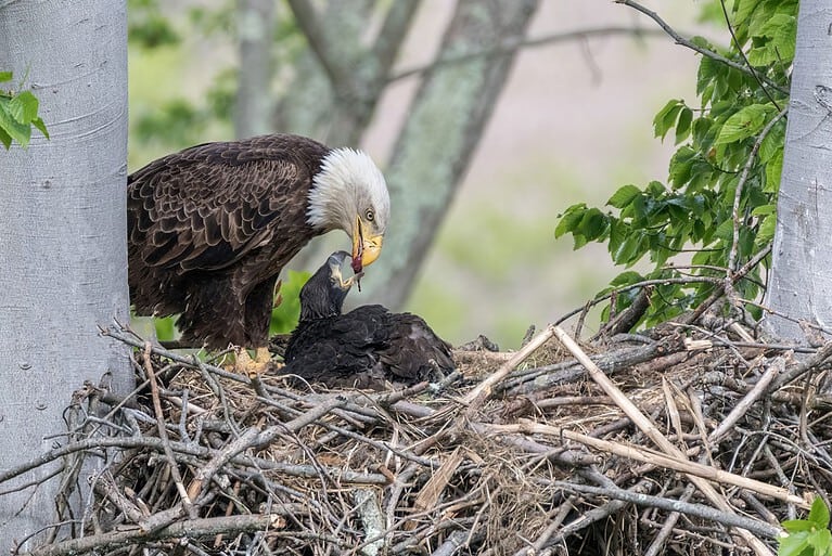 A view of a beautiful bald eagle feeding babies on a tree
